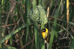 Mustapääkutoja Black-headed weaver 20240316 Vilamoura