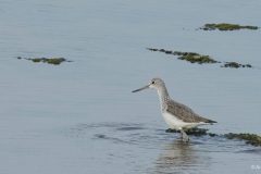 Valkoviklo Common greenshank 20241215 Alvor
