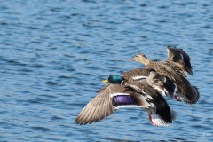 Sinisorsa Mallard 20231230 Lagoa 2