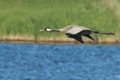 Kurki-Crane-20240623-Parainen-2