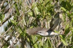 Hernekerttu-Lesser-Whitethroat-20220523-Pietarinmaki-05