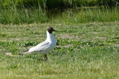 Pikkulokki Little gull 20220625 Parainen