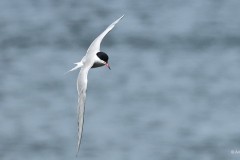Kalatiira Common tern 20220521 Hanko