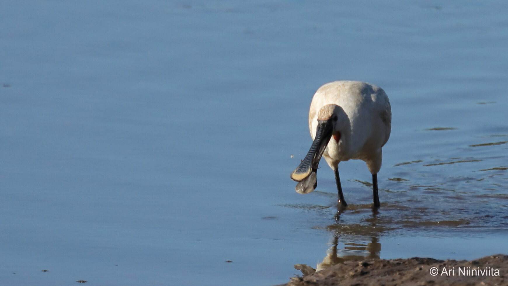 Kapustahaikara Spoonbill 20250115 Sitio das Fontes
