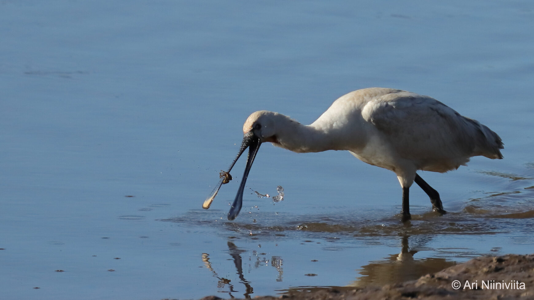 Kapustahaikara Spoonbill 20250115 Sitio das Fontes