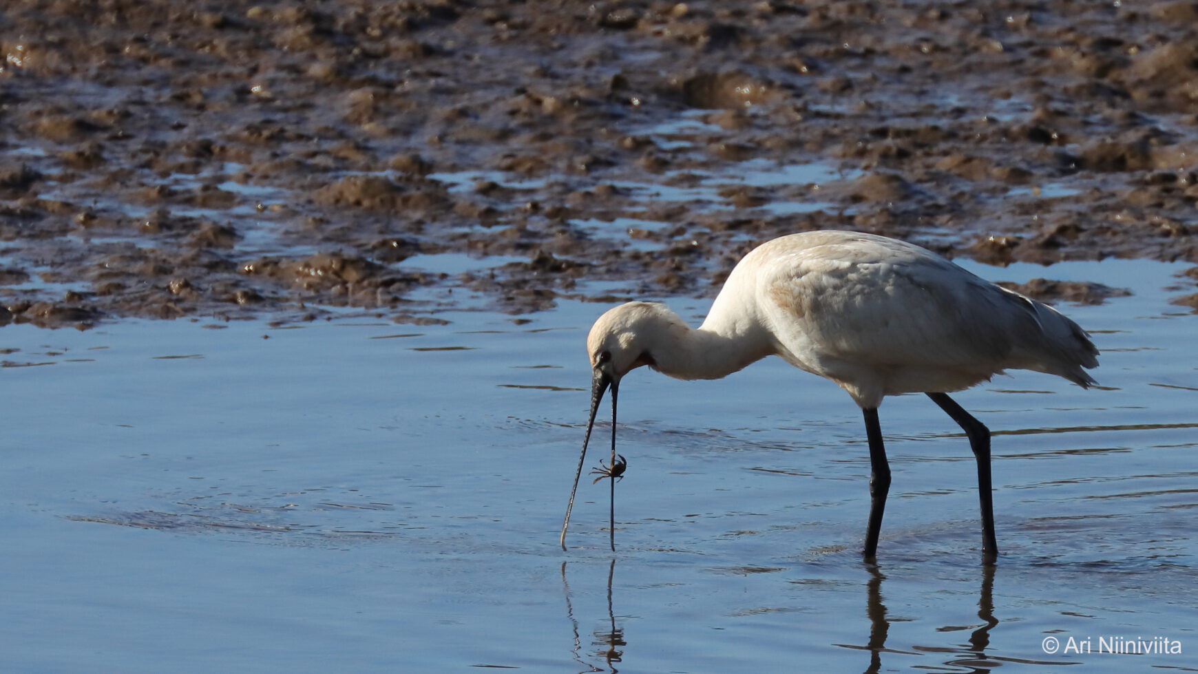 Kapustahaikara Spoonbill 20250115 Sitio das Fontes