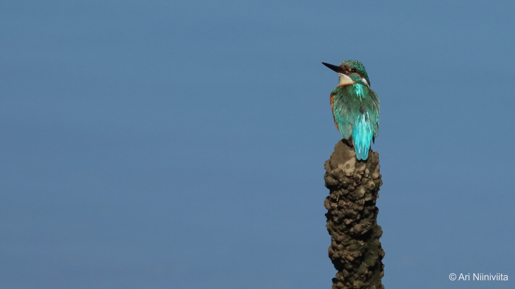 Kuningaskalastaja Common kingfisher 20250115 Sitio das Fontes