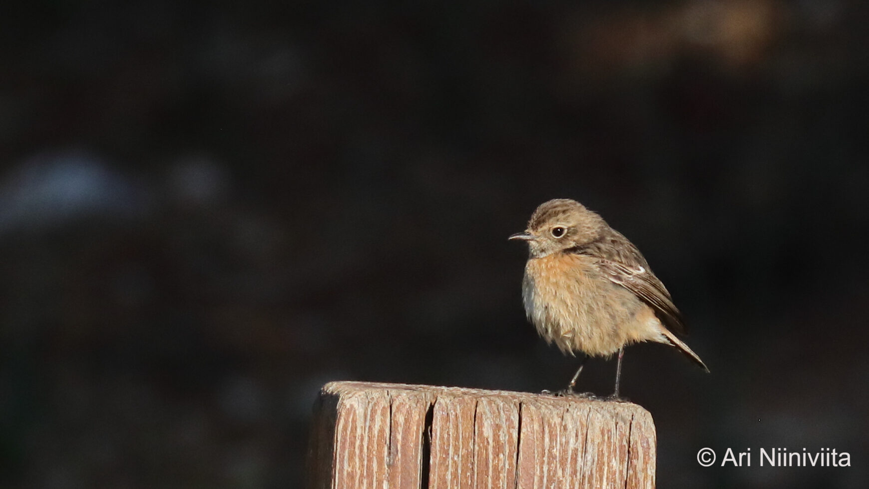 Mustapäätasku European stonechat 20250115 Sitio das Fontes