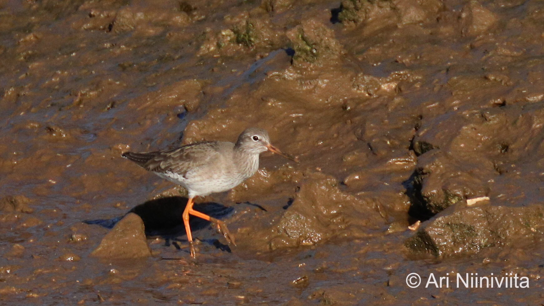 Punajalkaviklo Common redshank 20250115 Sitio das Fontes