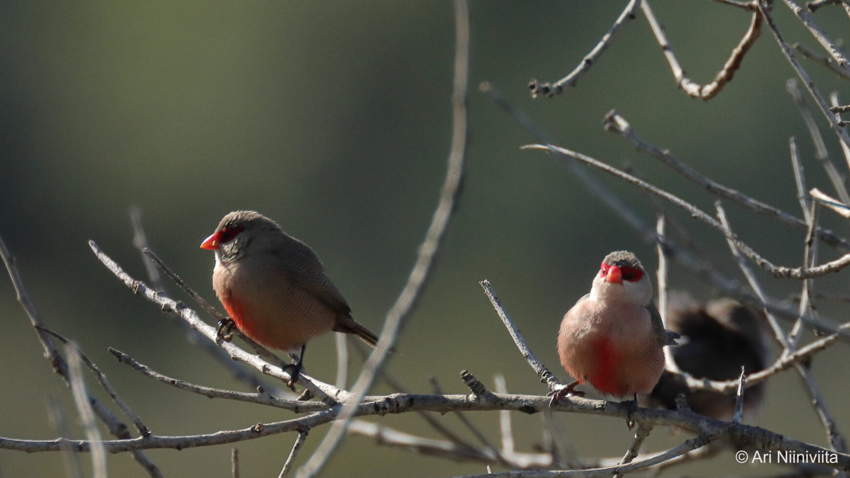 Vahanokka Common Waxbill 20250115 Sitio das Fontes
